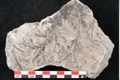 Foto (Detailansicht) von Sohizopteris lactuca Sternbg. (NHMW-GEO-2024-0188-10790)